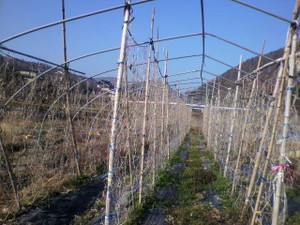 2010120109510000