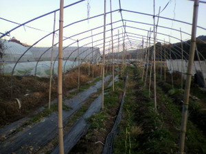 2010120116130000