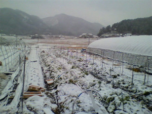2010121607440000