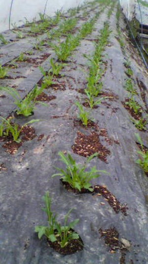 2011021707580000