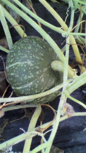 2011080405430000