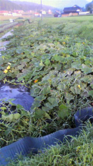 2011080405450001
