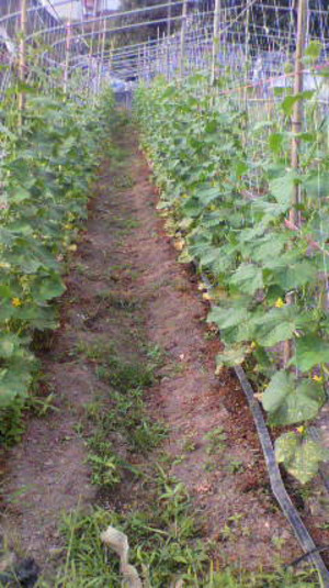 2011080917040000
