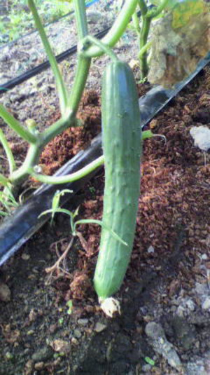 2011081006540000