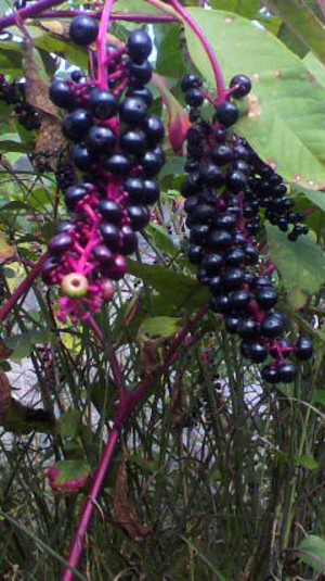 2011102013230000_2
