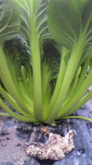 2011120109540000