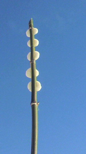 2012010715030000