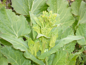 P1010845